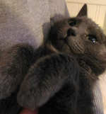 Black cat