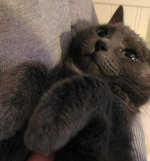 Black cat