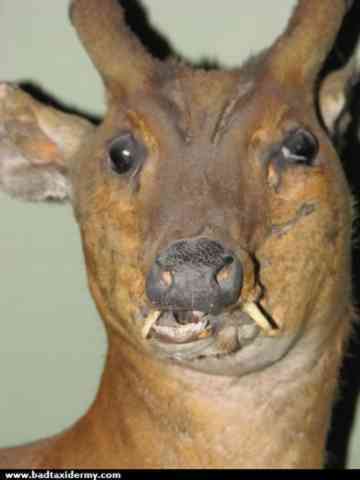 Water Deer (badtaxidermy.com)